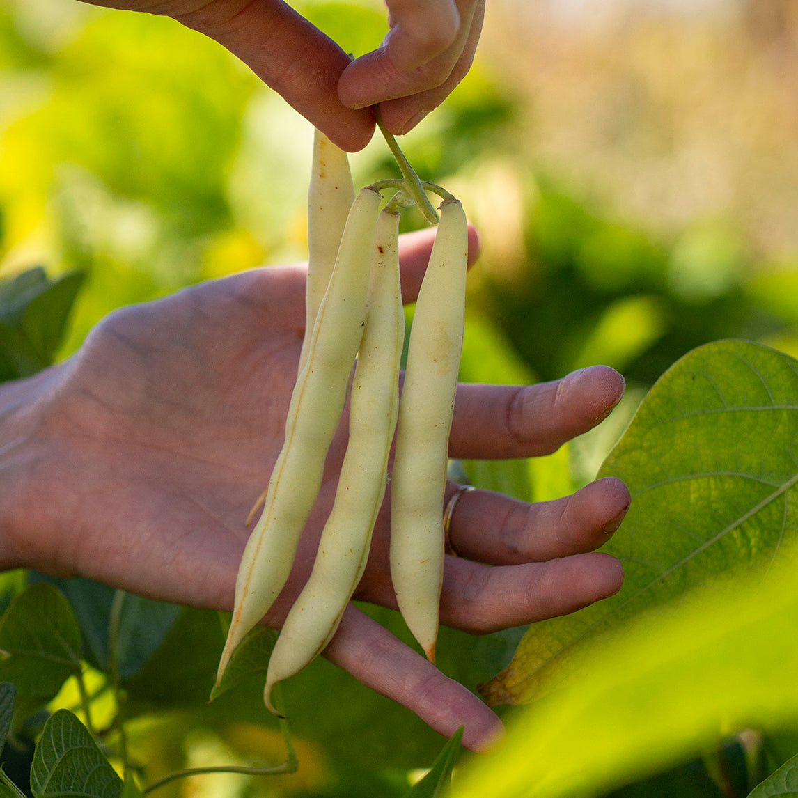 Bean 'Kahnawake Mohawk'
