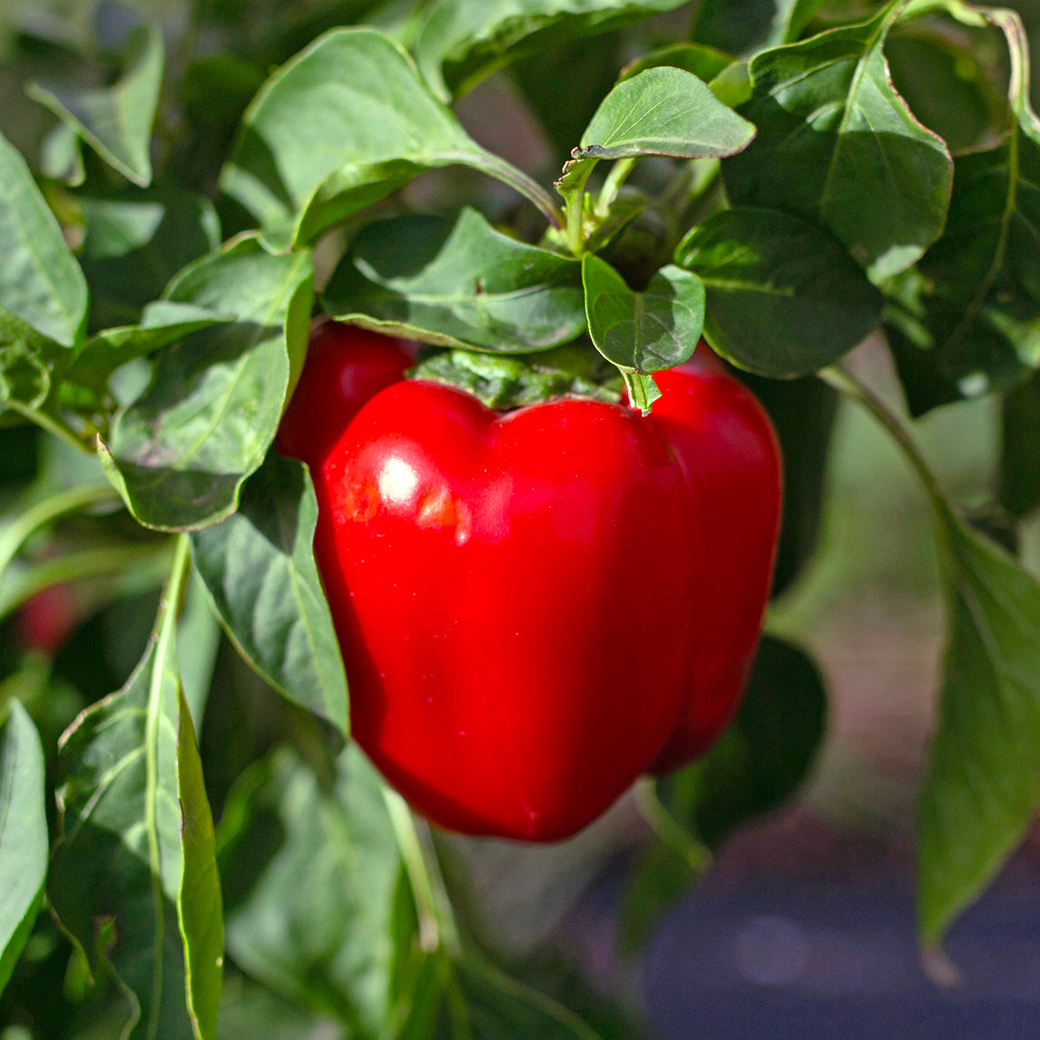 Capsicum 'King of the North' (Organic)