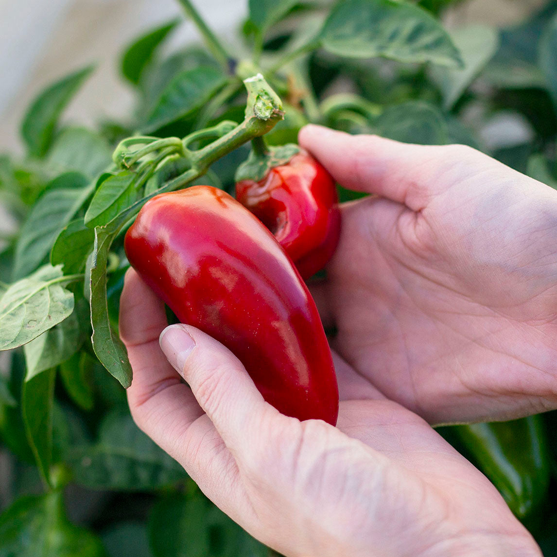 Capsicum 'Lipstick'