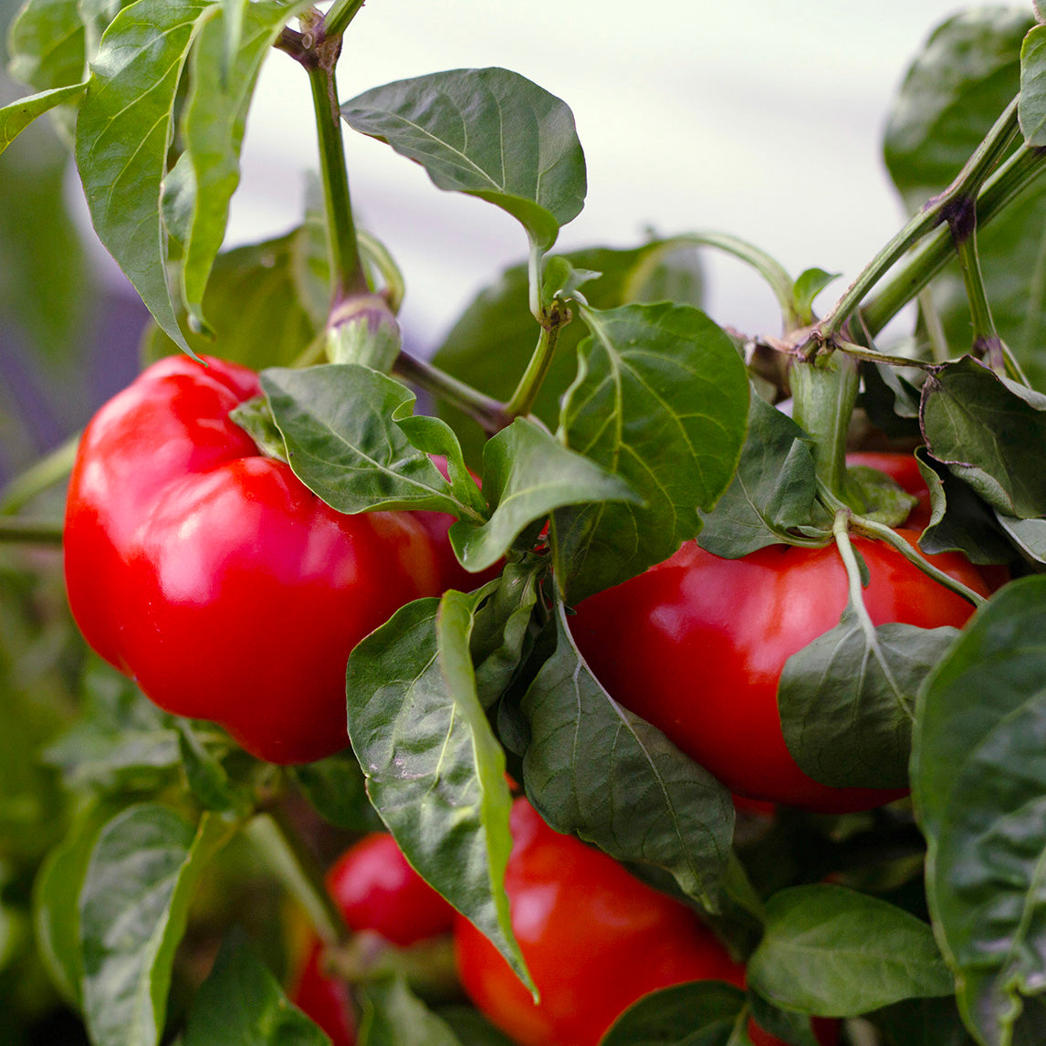 Capsicum 'Alma Paprika' Organic