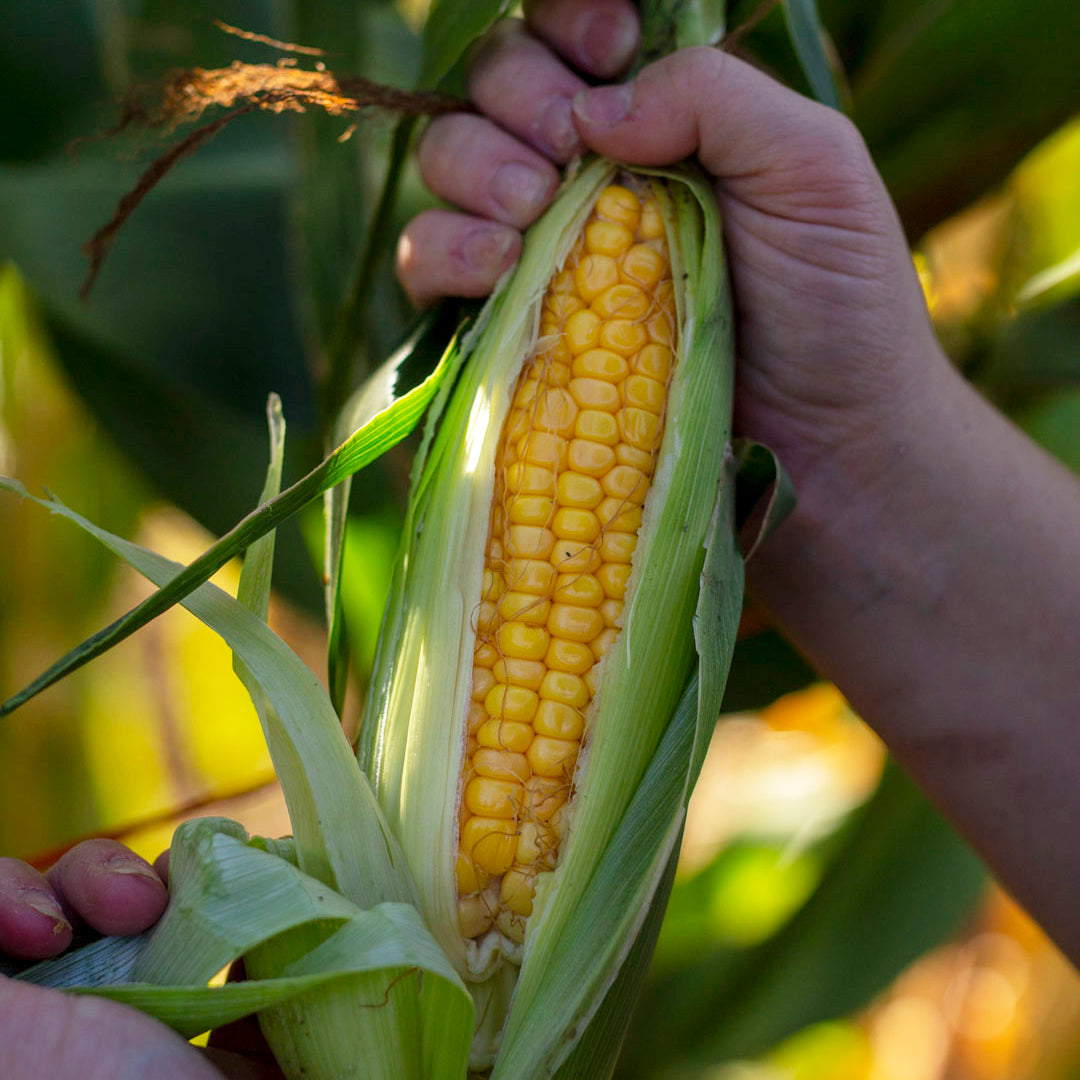 Corn 'Sheila O'Reilly'