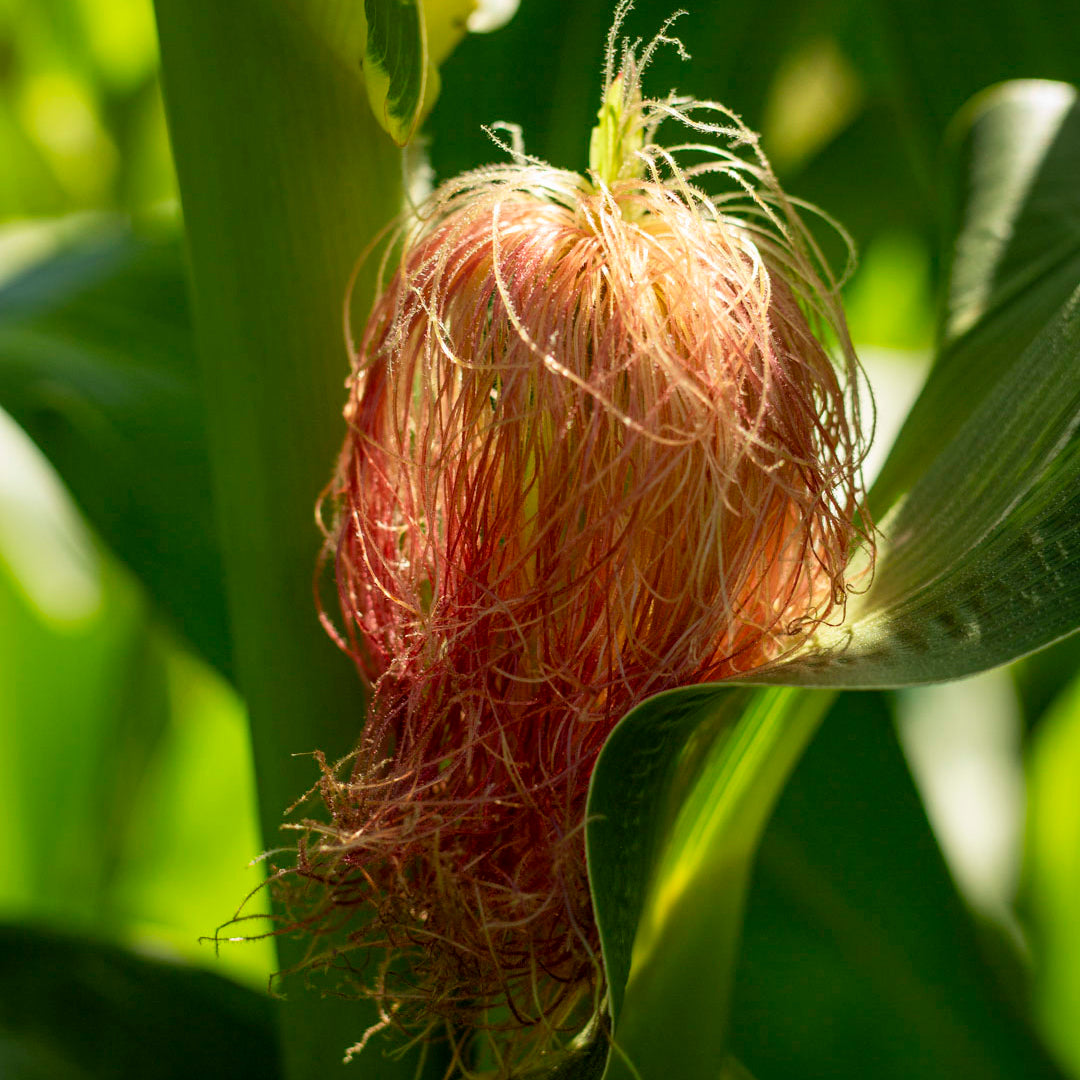 Corn 'Sheila O'Reilly'