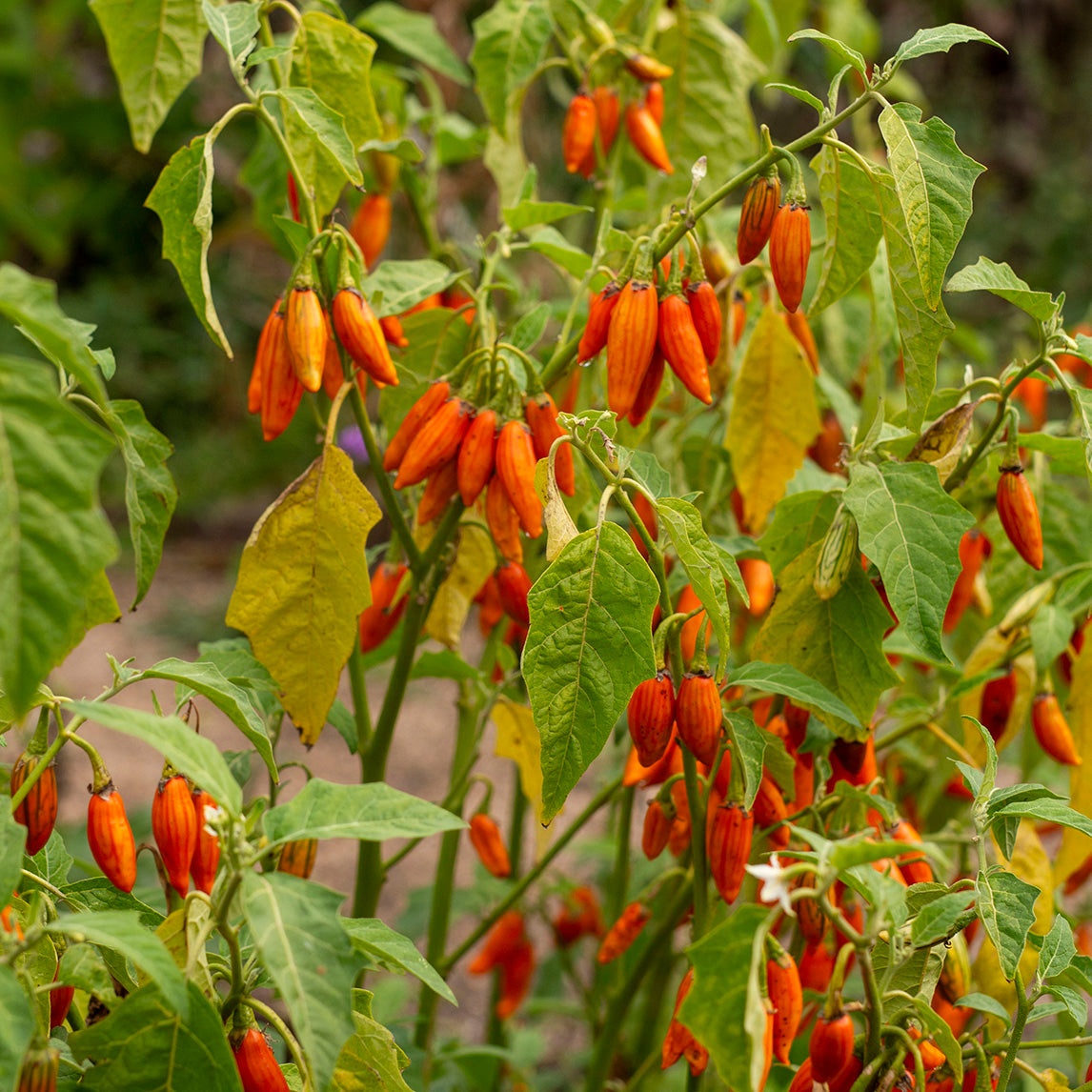 Eggplant 'Togo Striped'