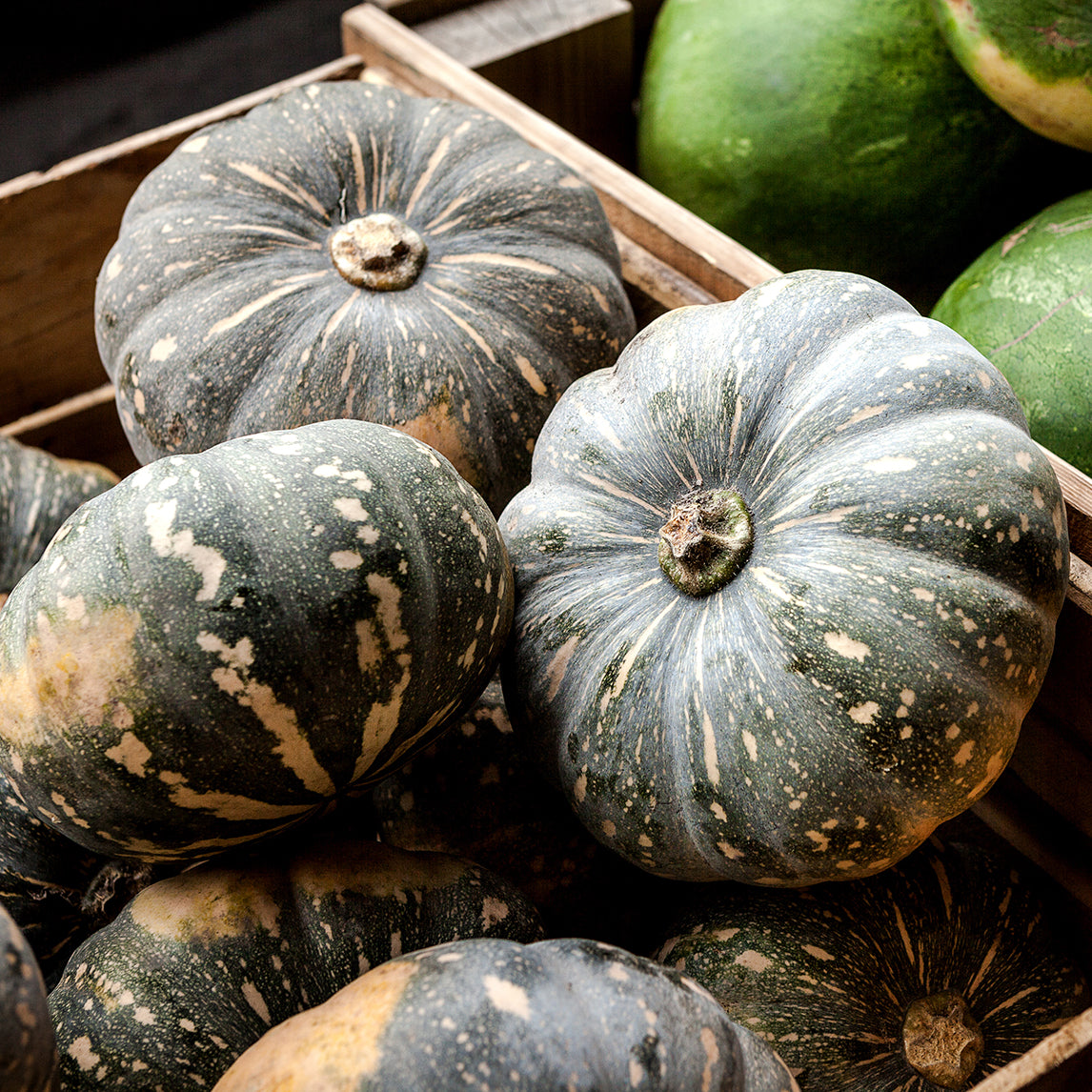 Pumpkin 'Jap'