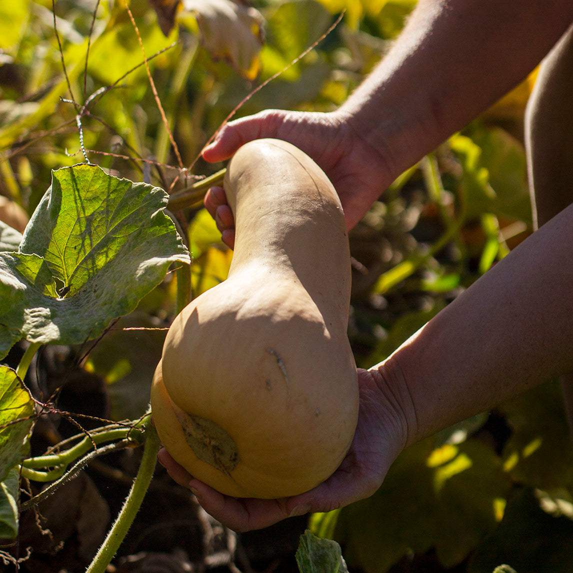 Pumpkin 'Shane's Butternut'