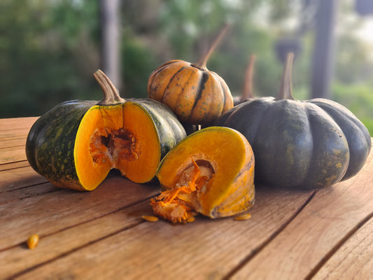 Pumpkin 'Marjorie's Little Wonder'