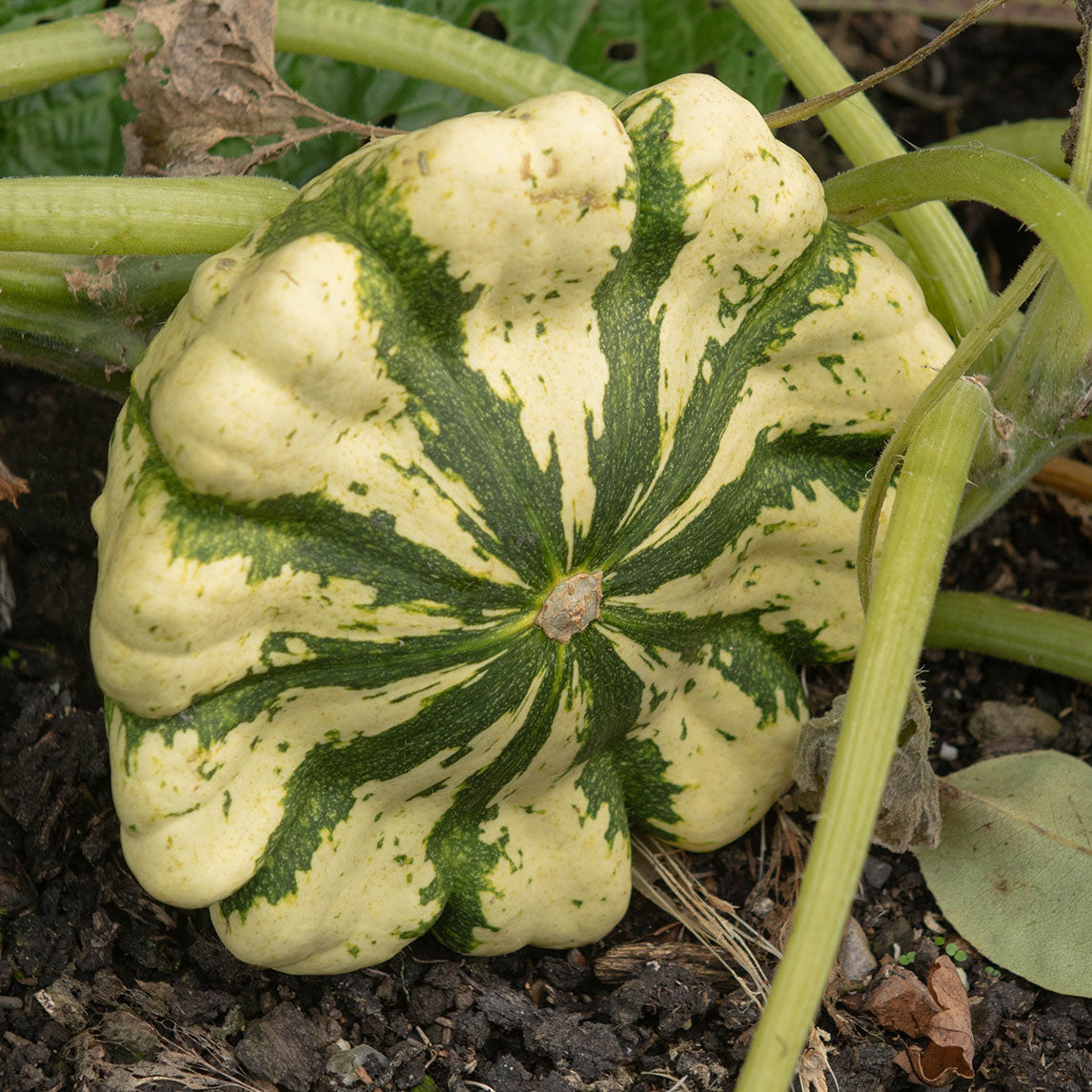 Squash 'Jaune et Verte' (Organic)
