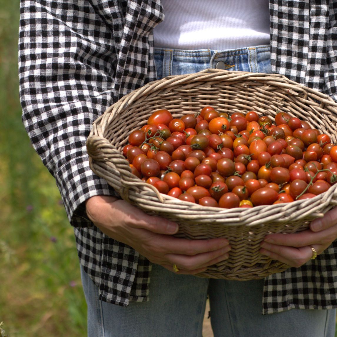Tomato 'Neighbourhood Gem'