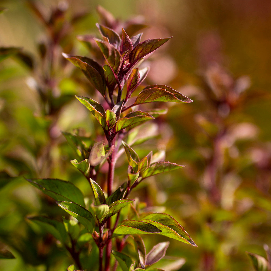 Basil 'Everleaf Thai Flowers'