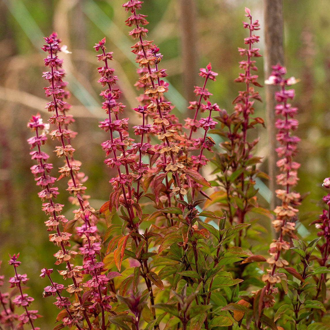 Basil 'Everleaf Thai Flowers'