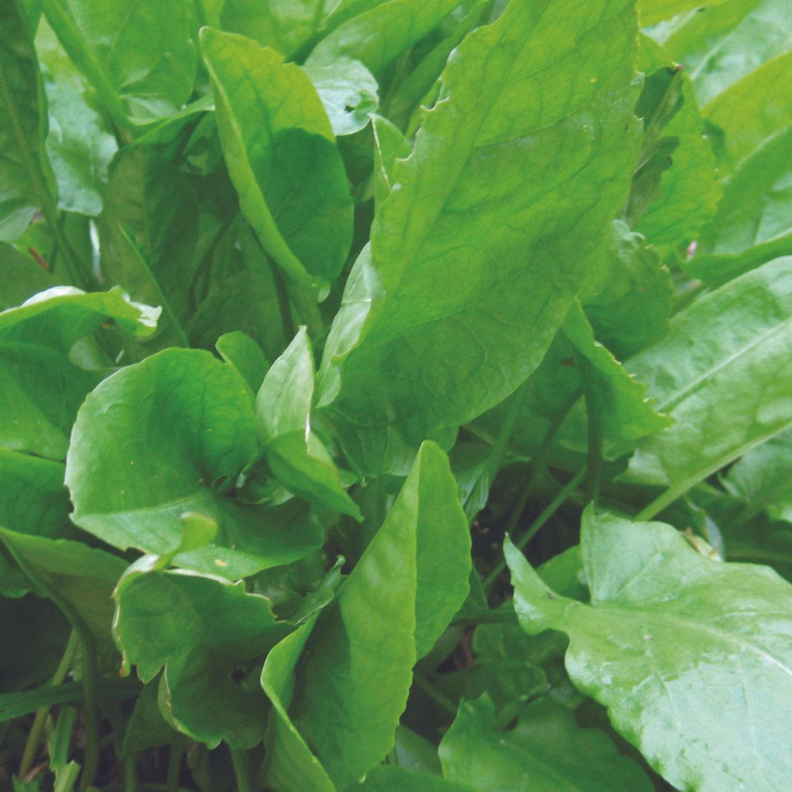 Sorrel 'Large Leaf'
