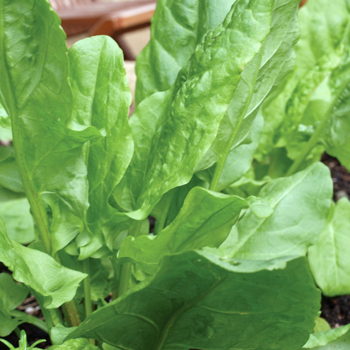 Sorrel 'Large Leaf'