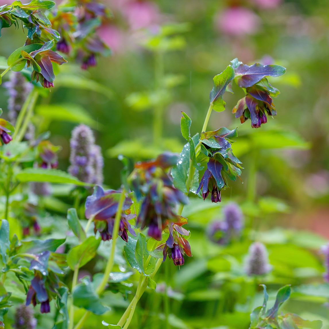 Cerinthe 'Purple'