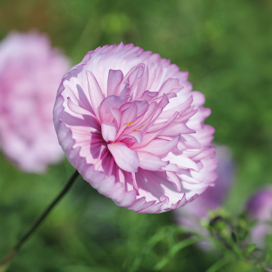 Cosmos 'Cupcakes Blush'