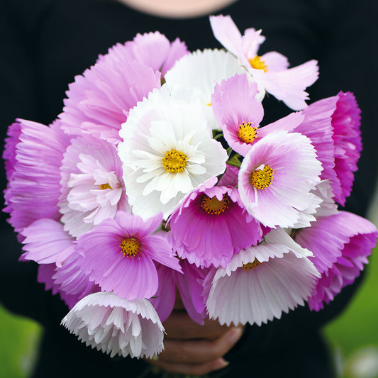 Cosmos 'Cupcakes and Saucers'