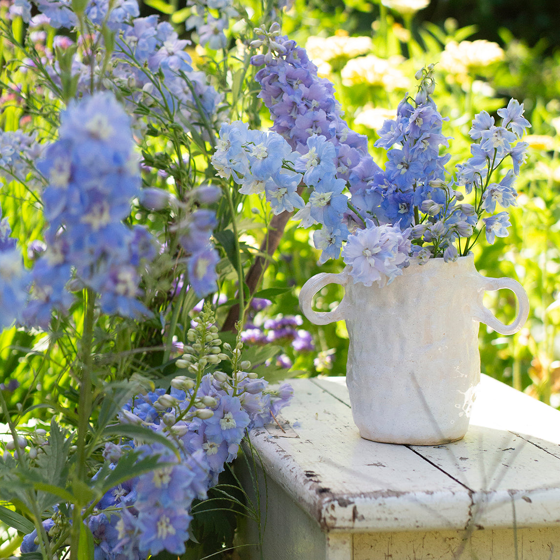 Delphinium 'Magic Fountains Sky Blue'