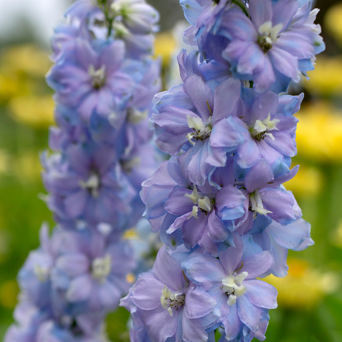 Delphinium 'Magic Fountains Sky Blue'