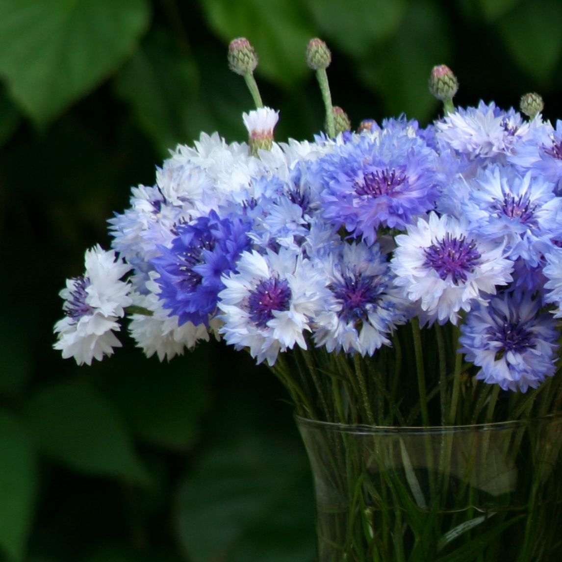 Bonbon 'Classic Cornflower Mix'