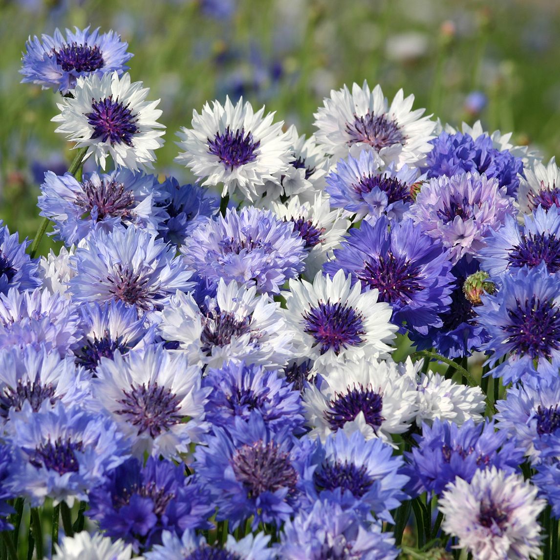 Cornflower 'Classic Fantastic'