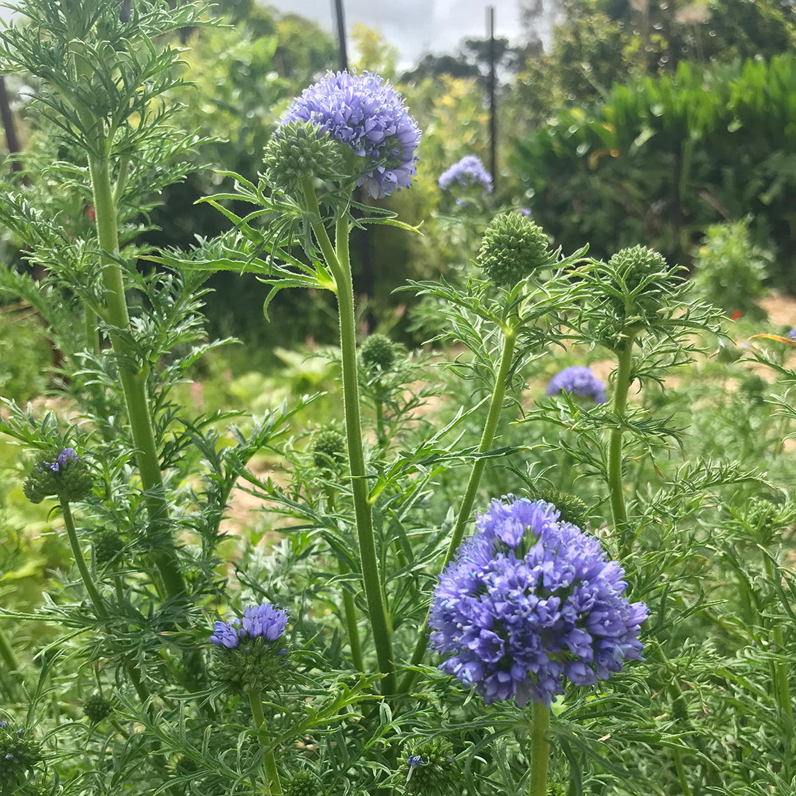 Globe Gilia