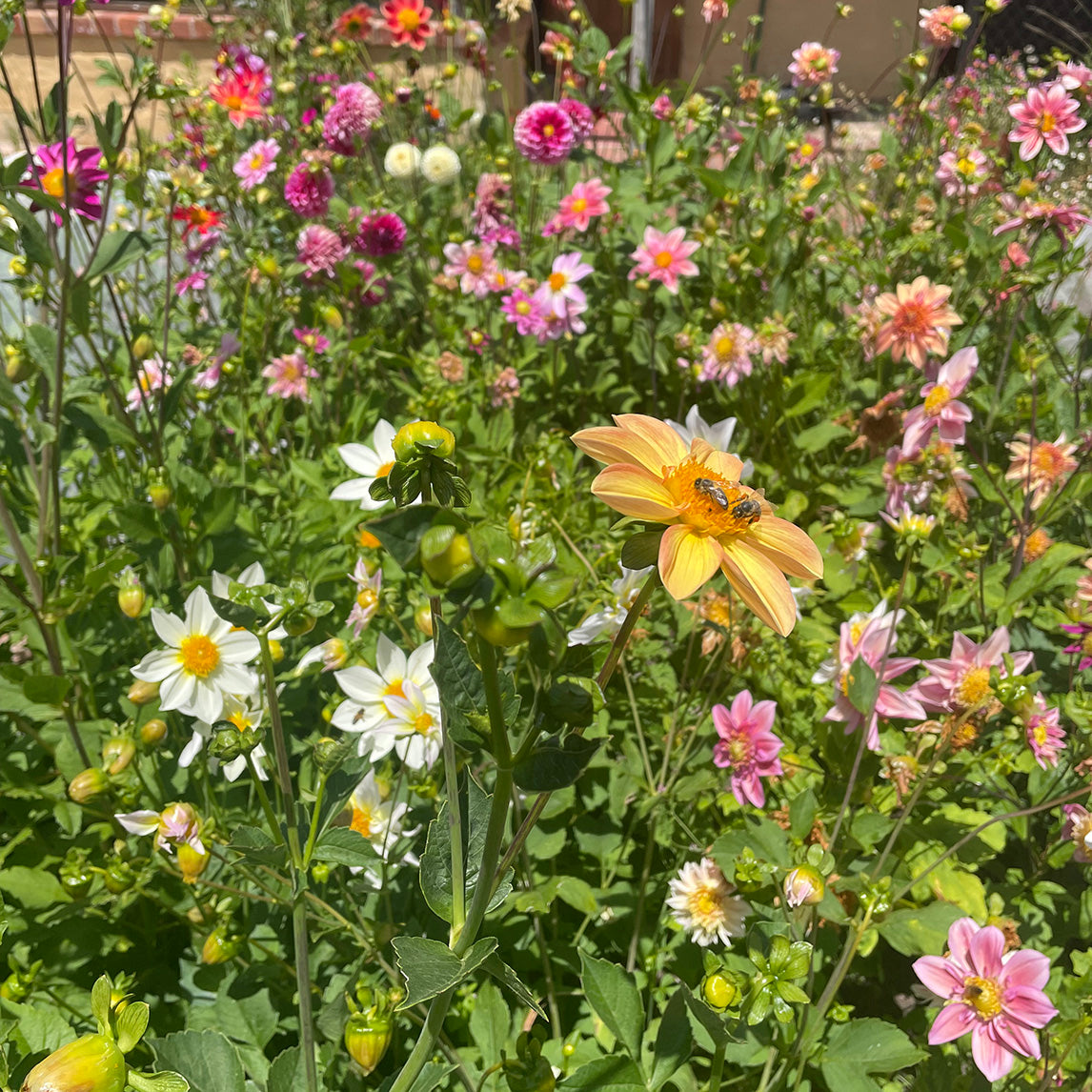 Dahlia 'Diggers Florist's Mix'