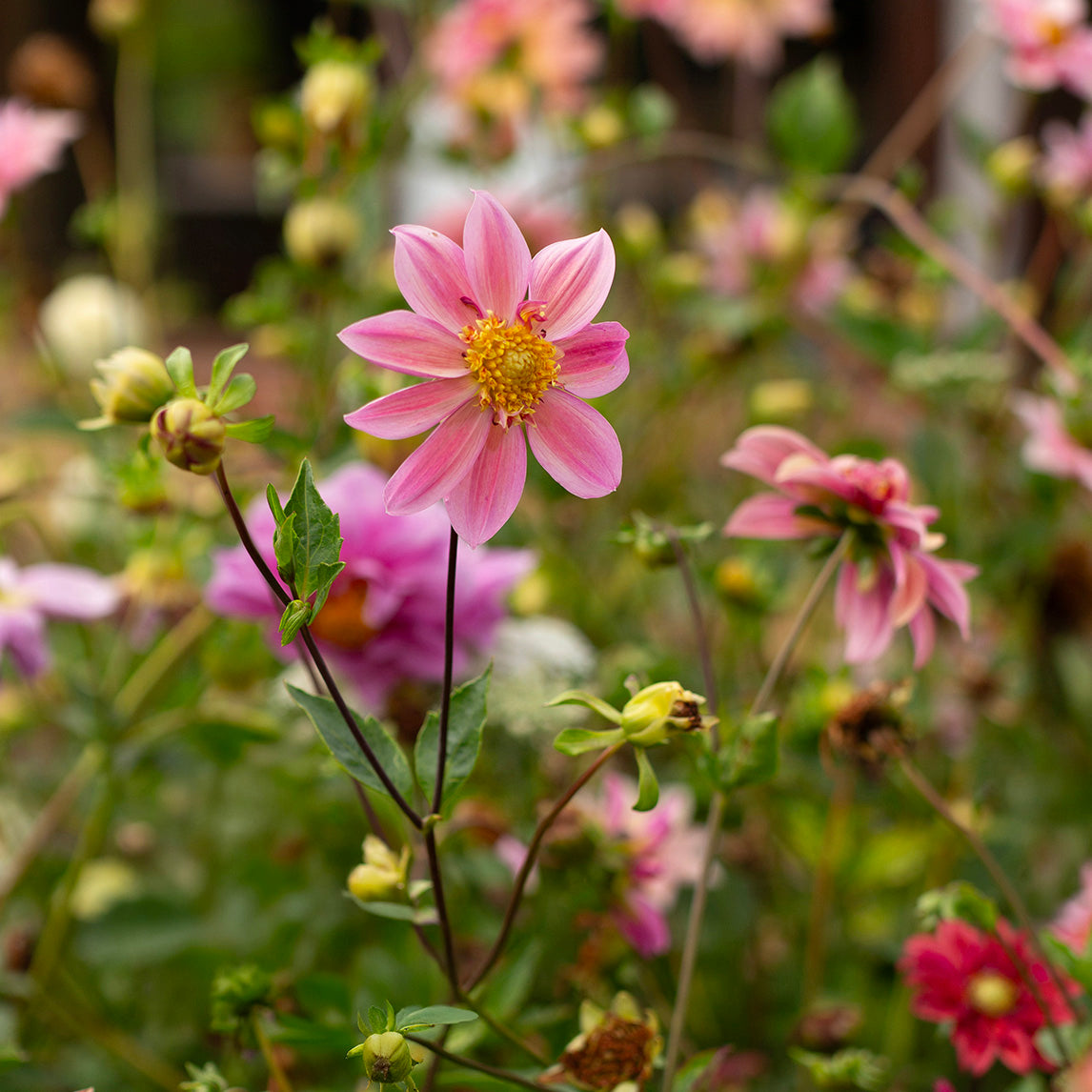 Dahlia 'Diggers Florist's Mix'
