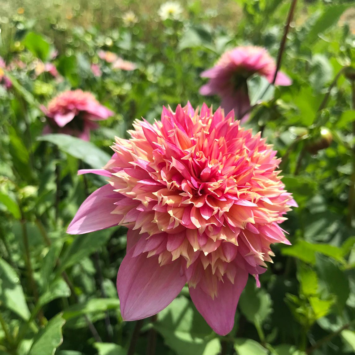 Dahlia 'Diggers Florist's Mix'