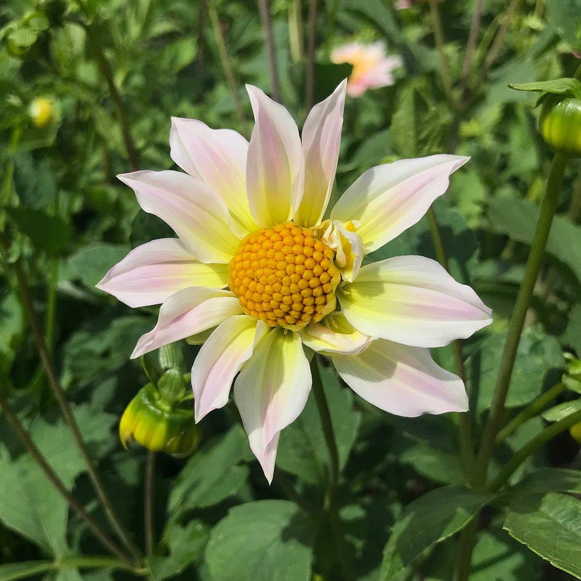 Dahlia 'Diggers Florist's Mix'