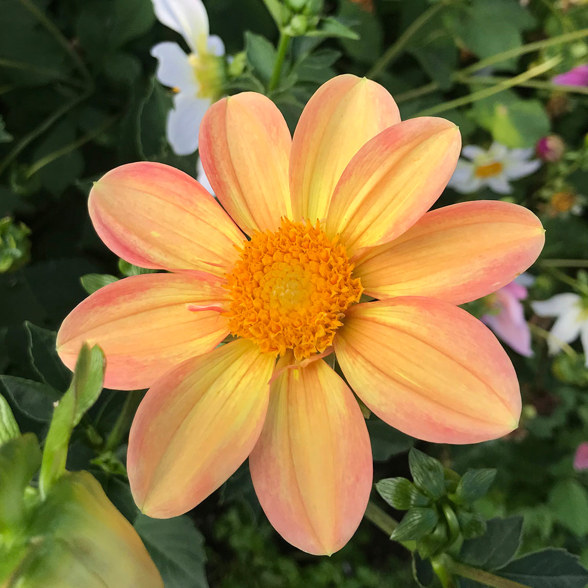Dahlia 'Diggers Florist's Mix'