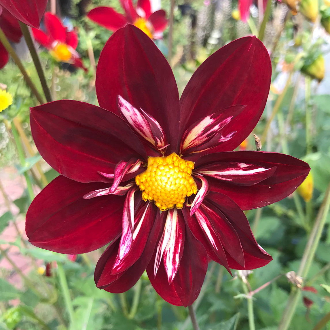 Dahlia 'Diggers Florist's Mix'