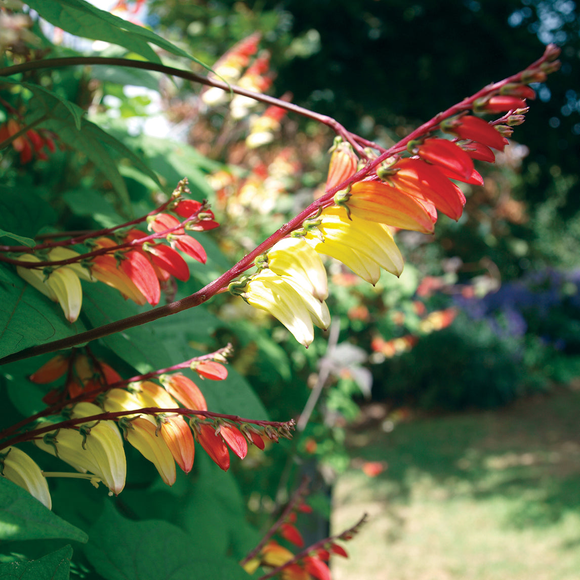 Mina Lobata