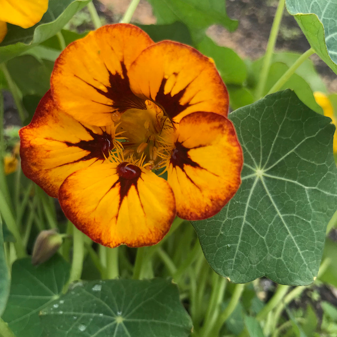 Nasturtium ‘Orchid Flame’
