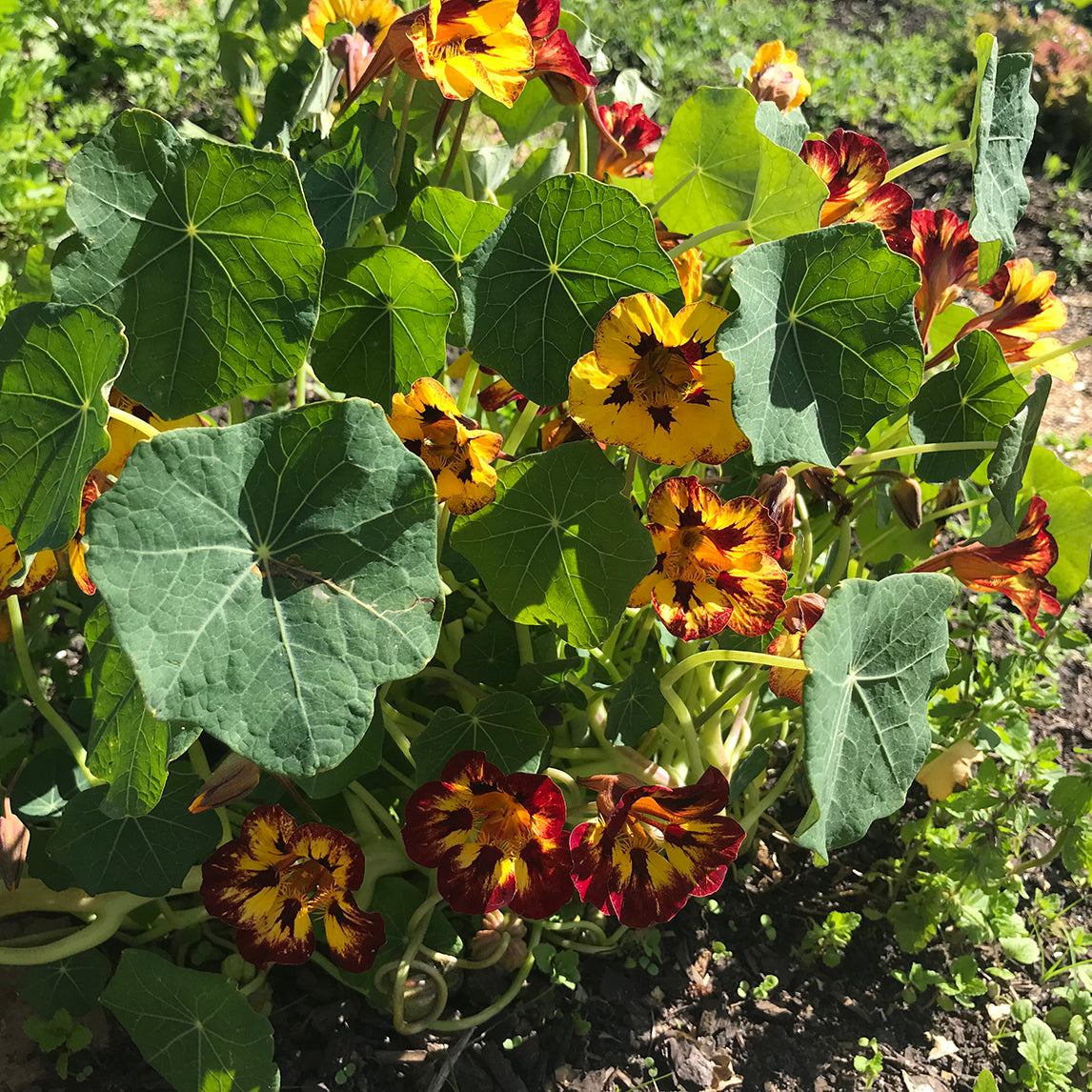 Nasturtium ‘Orchid Flame’