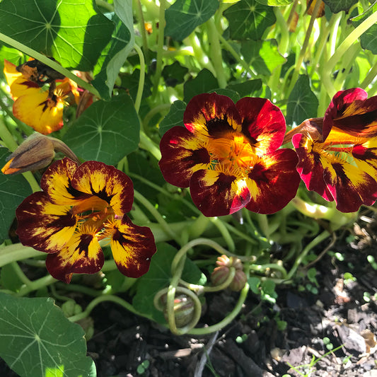 Nasturtium āOrchid Flameā