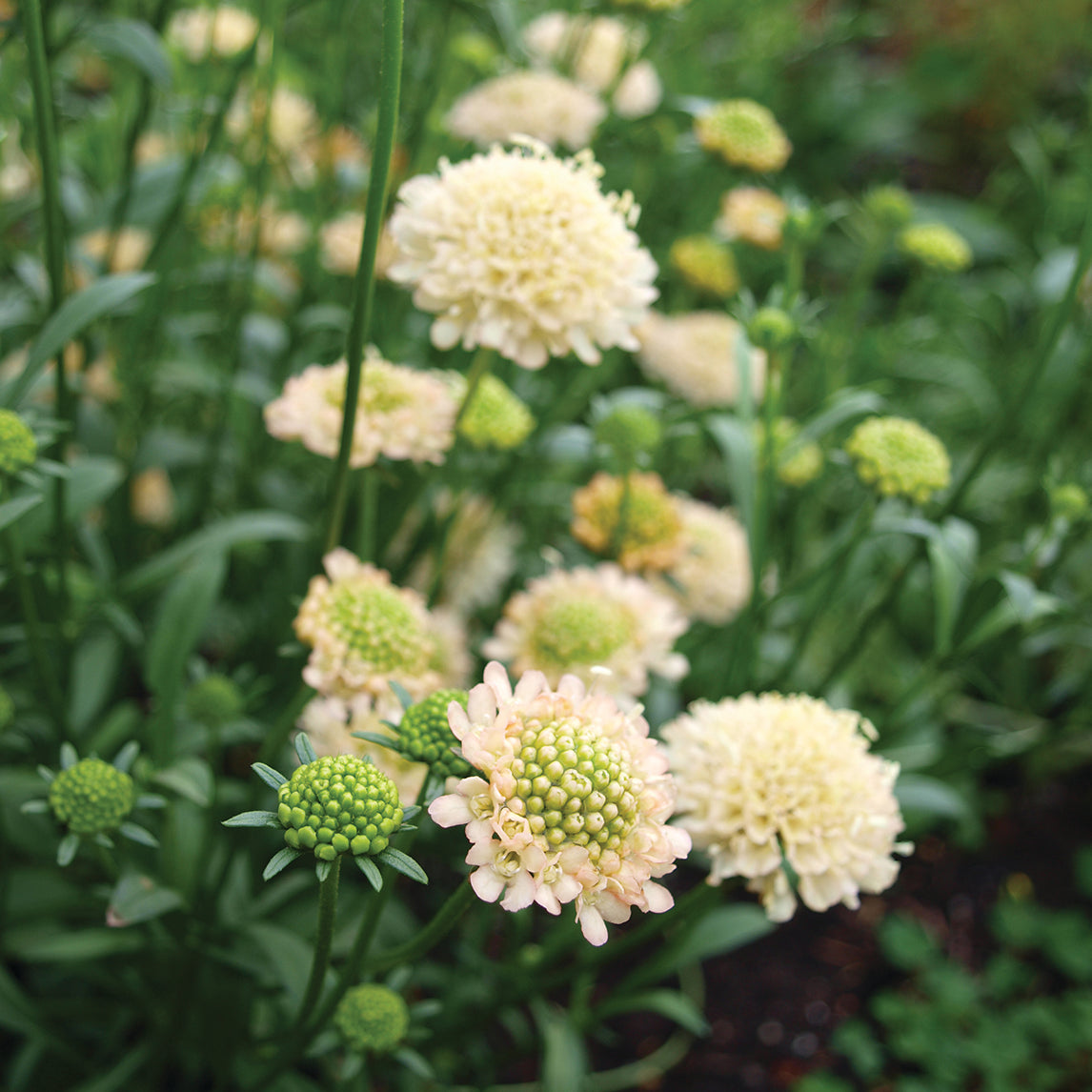 Scabiosa 'Fata Morgana'