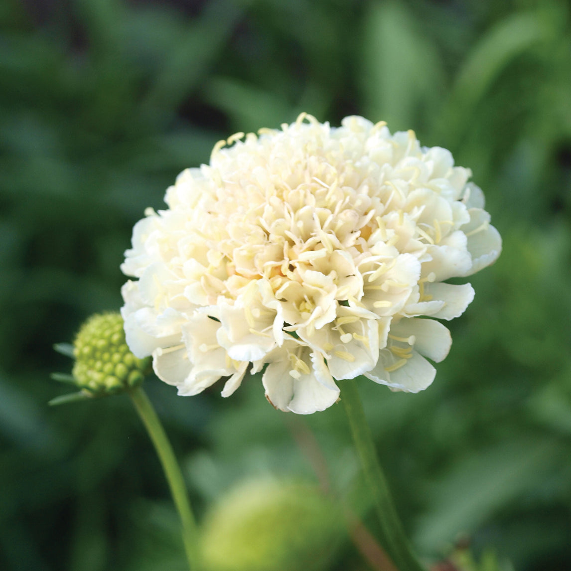 Scabiosa 'Fata Morgana'