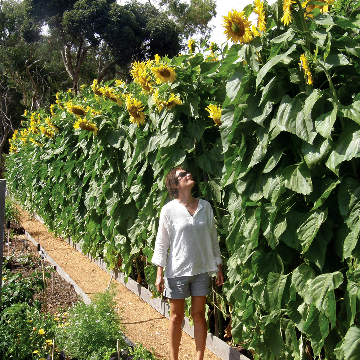 Sunflower 'Giant Russian' (Organic)