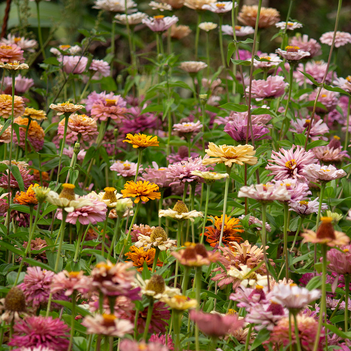 Zinnia ‘Pastel Mix’
