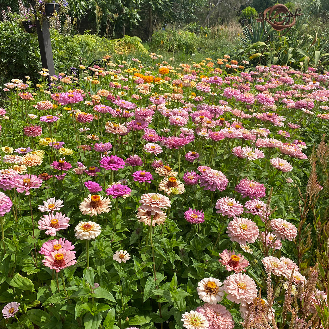 Zinnia ‘Pastel Mix’