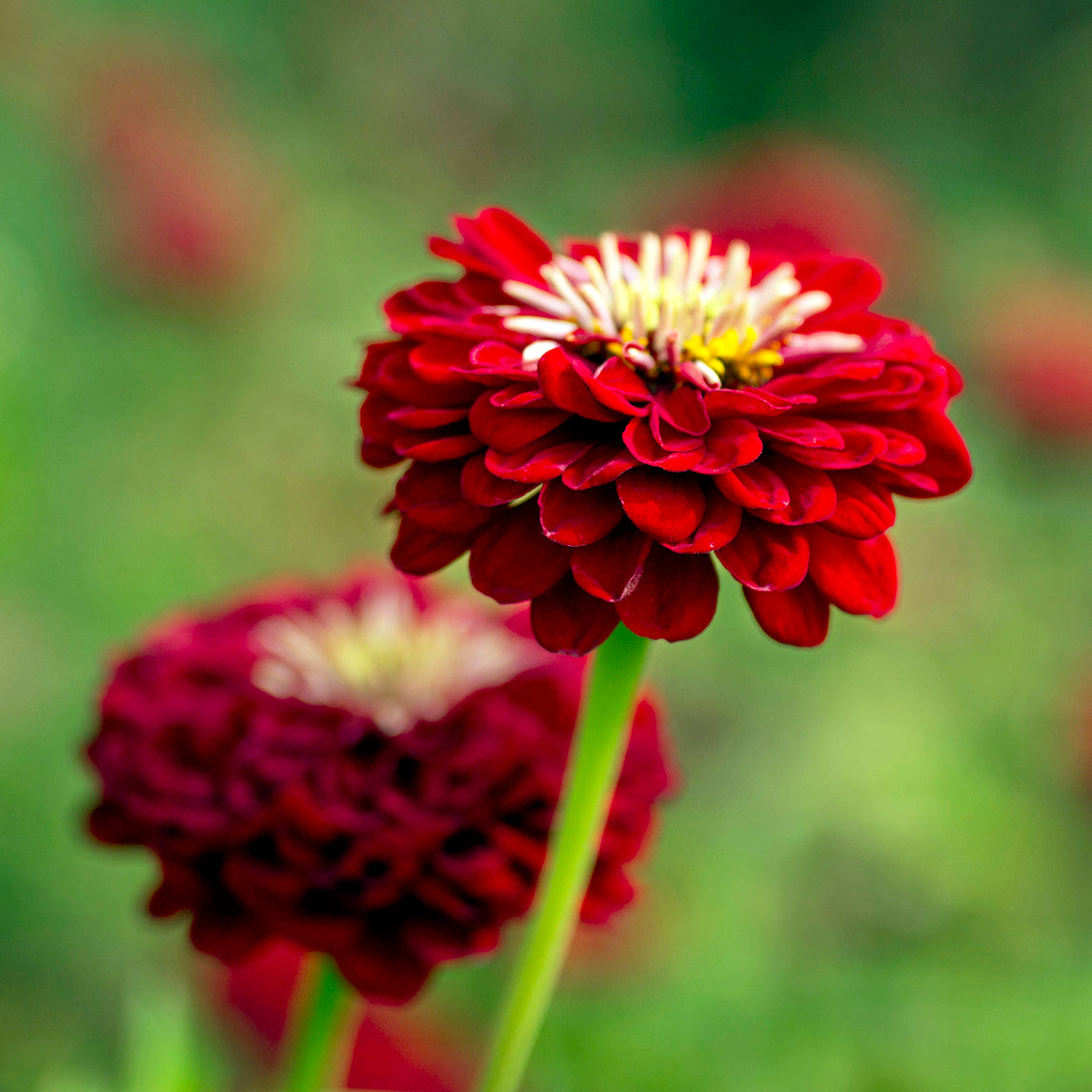 ZINNIA 'Benary's Giant Deep Red'