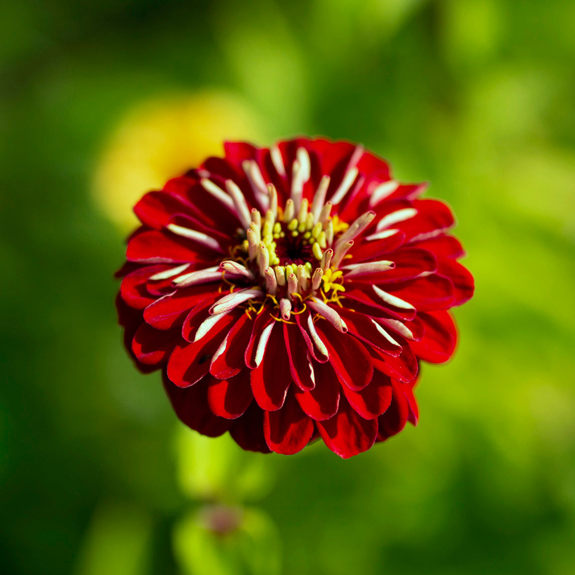 ZINNIA 'Benary's Giant Deep Red'