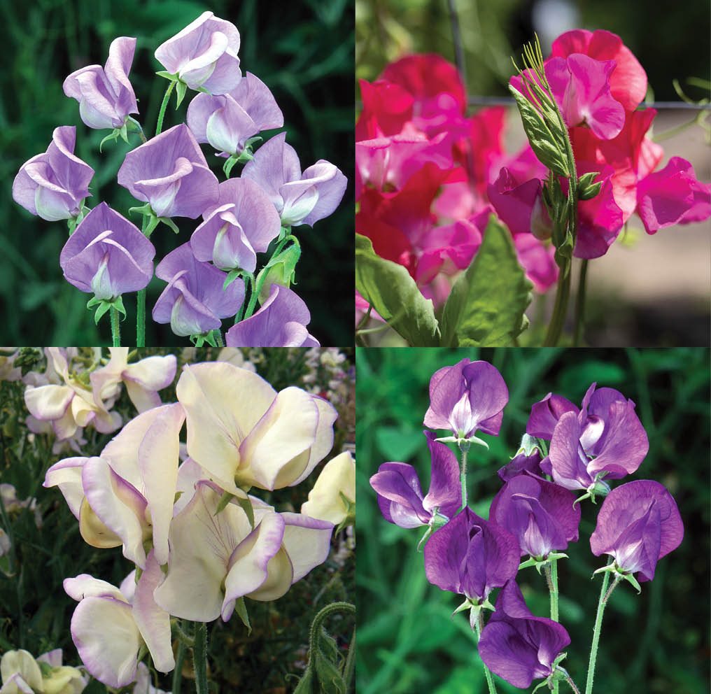 Heavenly Scented Sweet Pea Collection