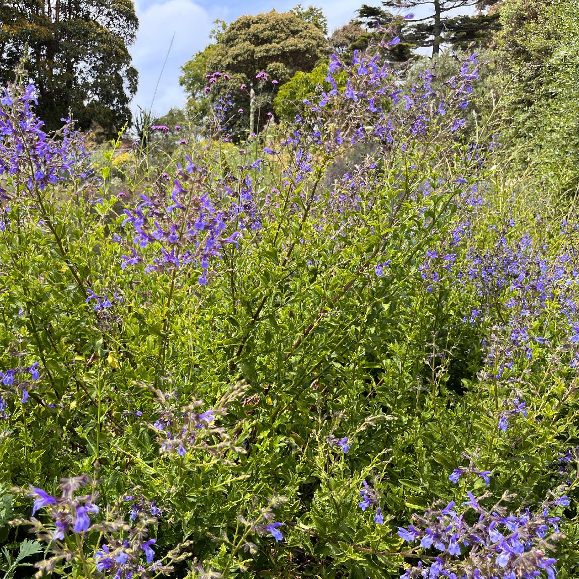 Salvia 'African Sky'
