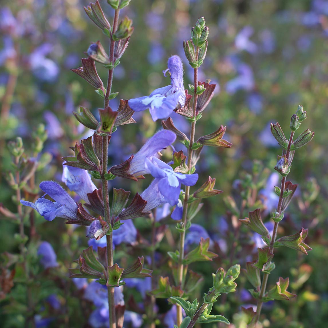 Salvia Muirii