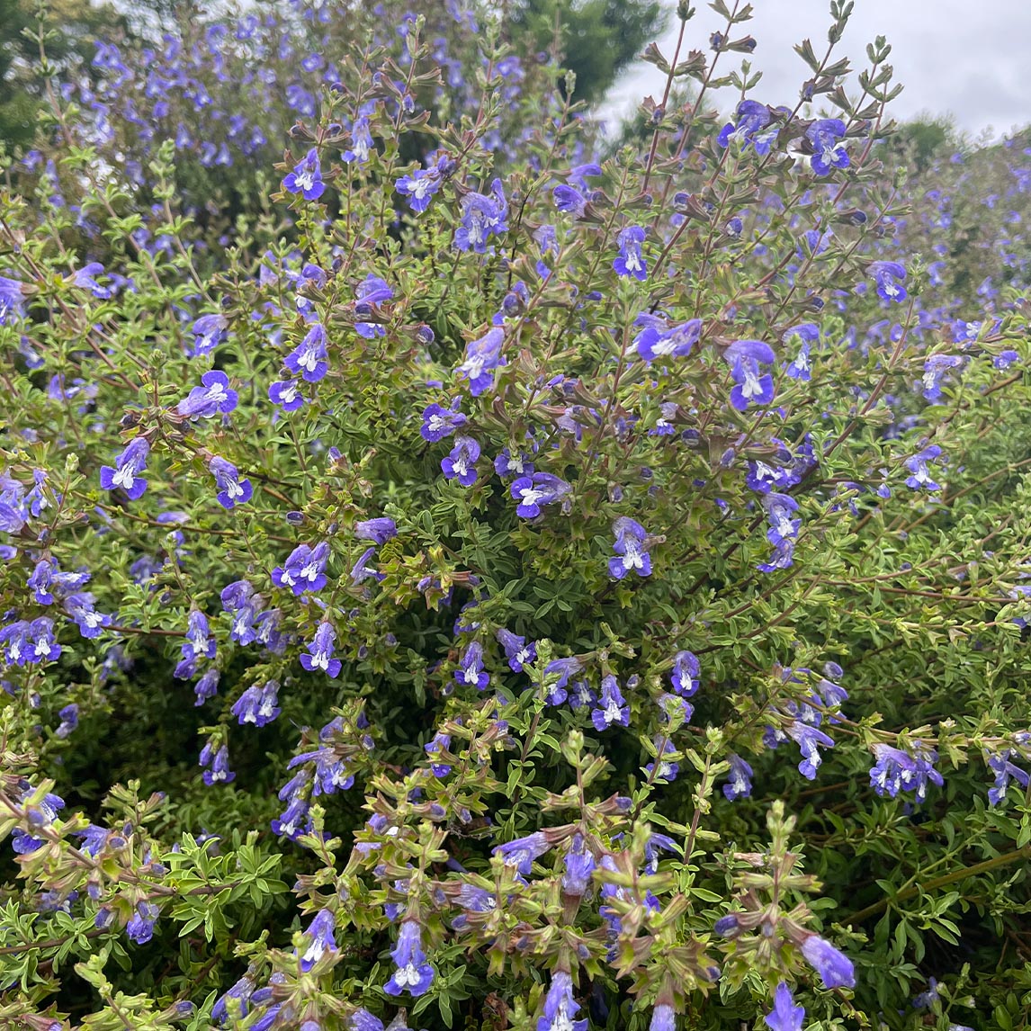 Salvia Muirii