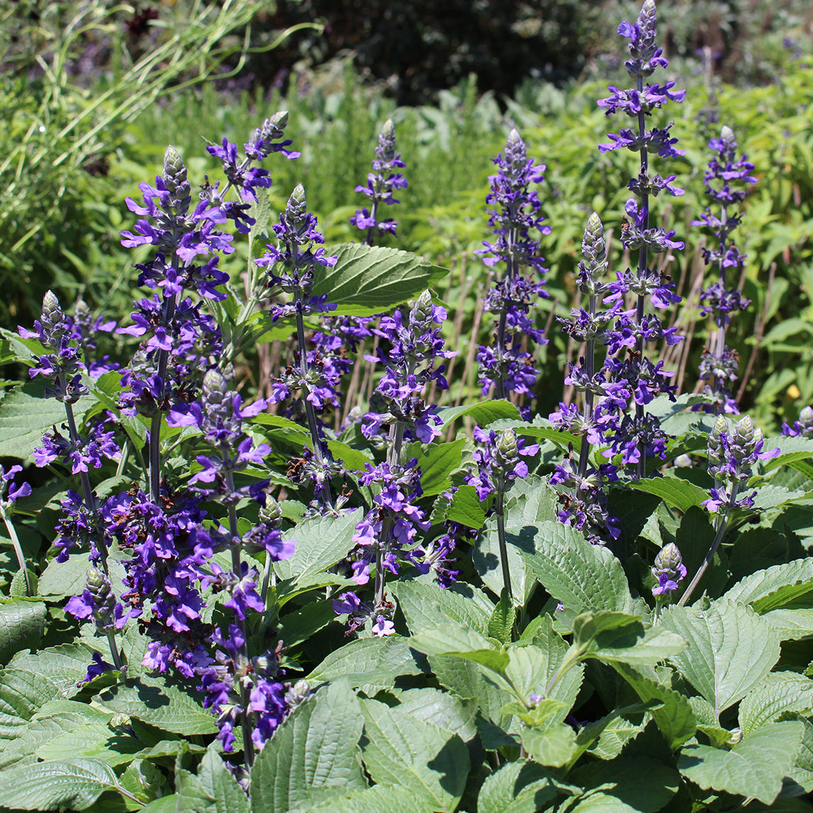 Salvia 'Mystic Spires'