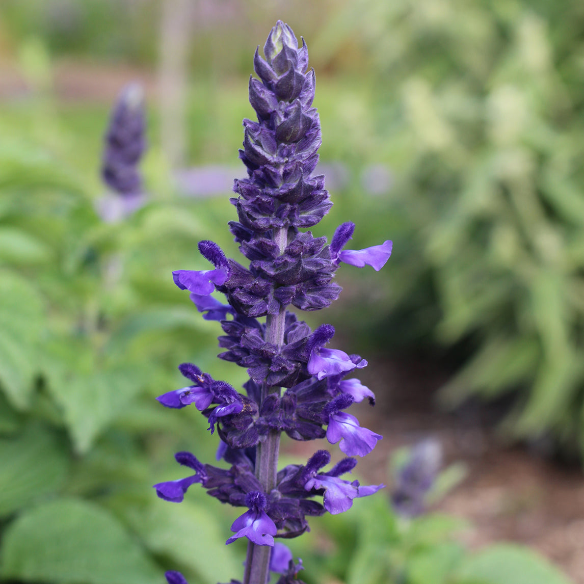 Salvia 'Mystic Spires'
