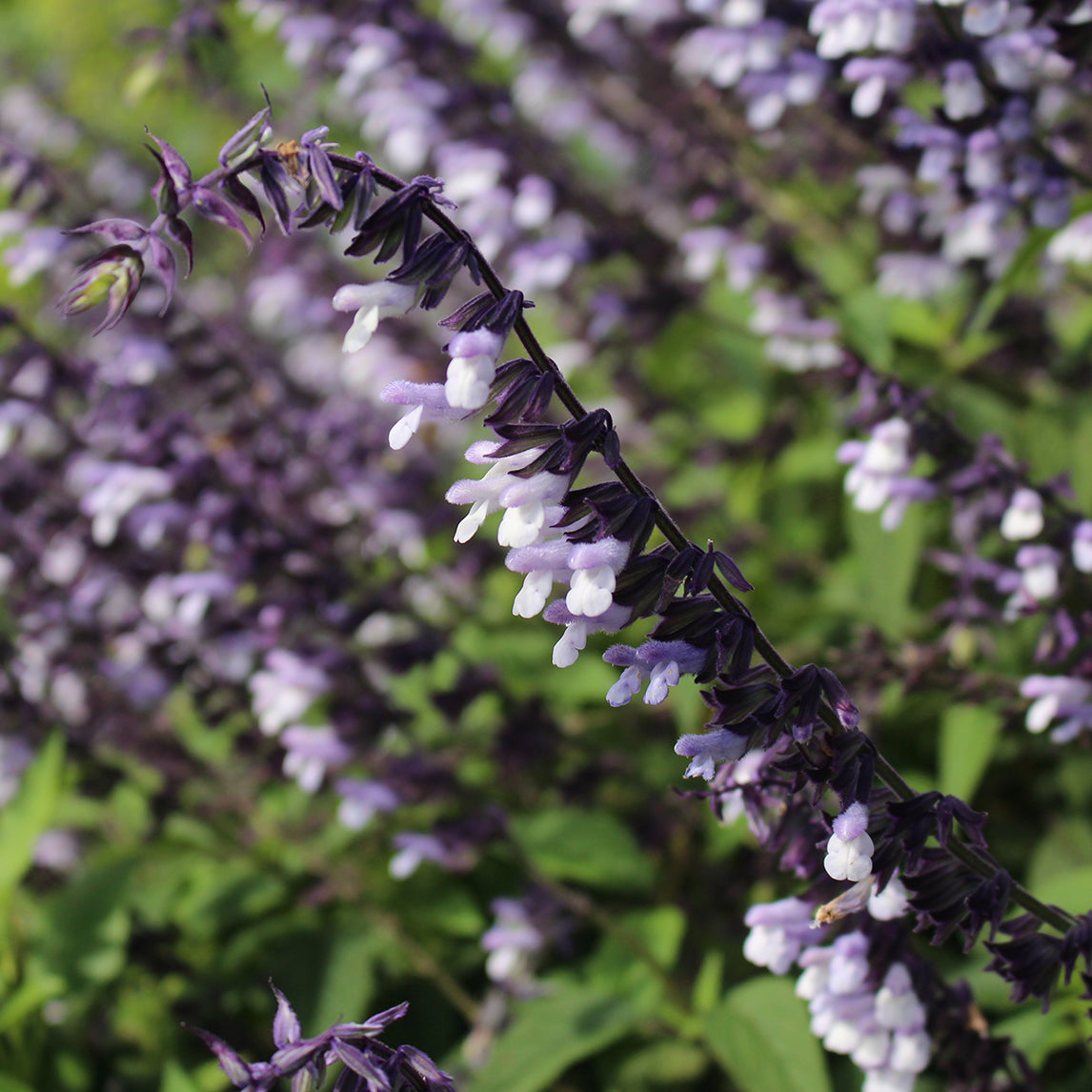 Salvia 'Phyllis Fancy'