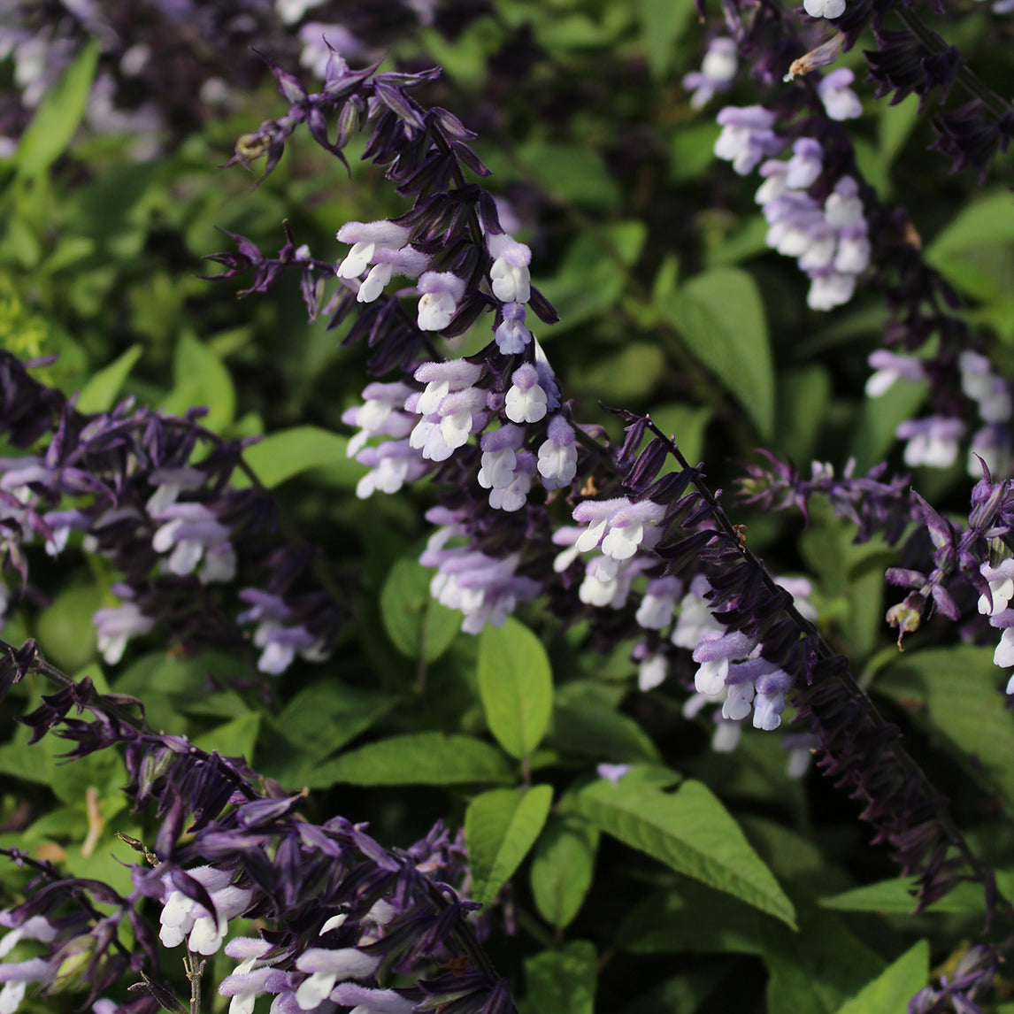 Salvia 'Phyllis Fancy'