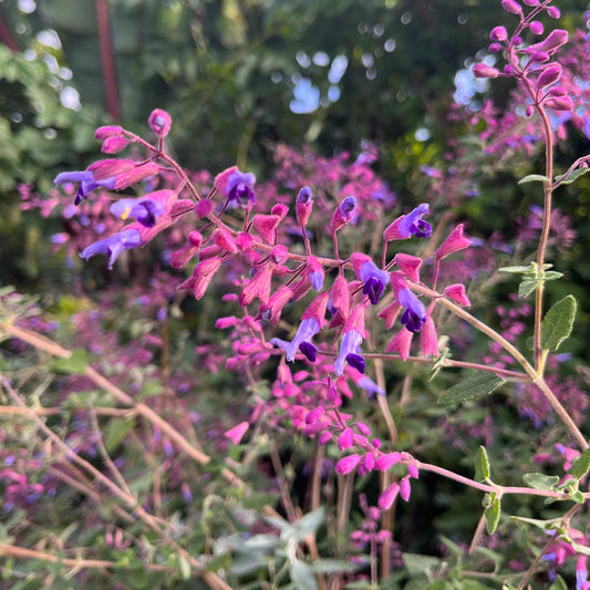 Salvia semiatrata